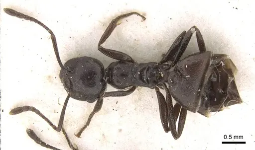 Crematogaster constructor - CASENT0914292