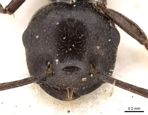 Crematogaster constructor - CASENT0914292