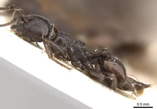 Crematogaster constructor - CASENT0914292