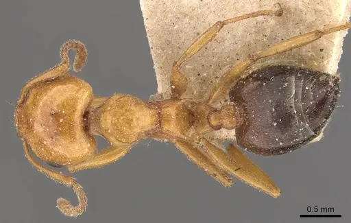Crematogaster contemta specimen