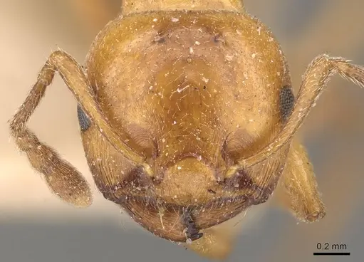Crematogaster contemta specimen
