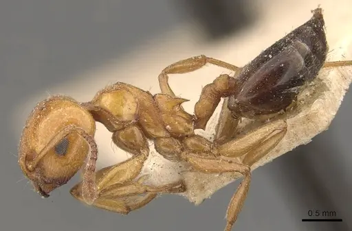 Crematogaster contemta specimen