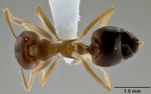 Crematogaster coriaria specimen