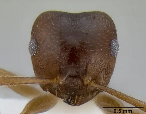 Crematogaster coriaria specimen