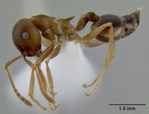 Crematogaster coriaria specimen