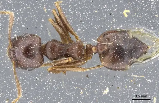 Crematogaster coriaria - CASENT0905761