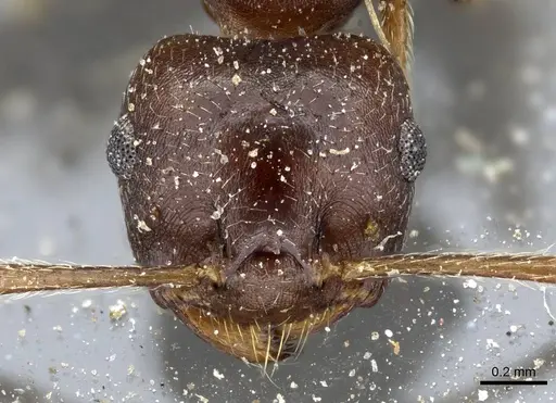 Crematogaster coriaria - CASENT0905761