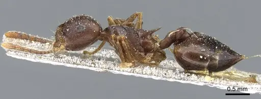 Crematogaster coriaria - CASENT0905761