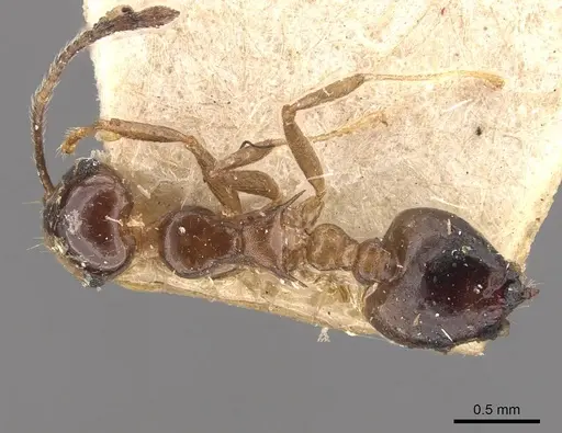 Crematogaster coriaria - CASENT0908634