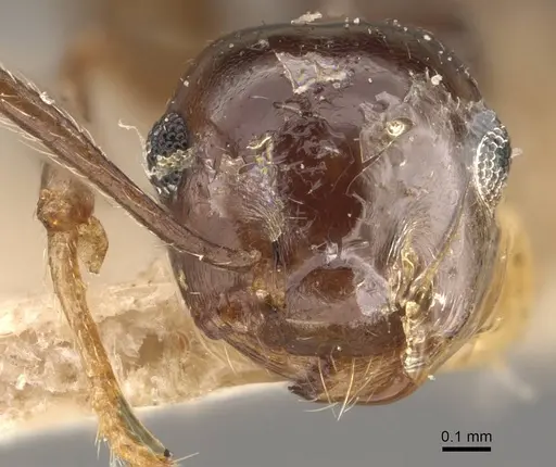 Crematogaster coriaria - CASENT0908634