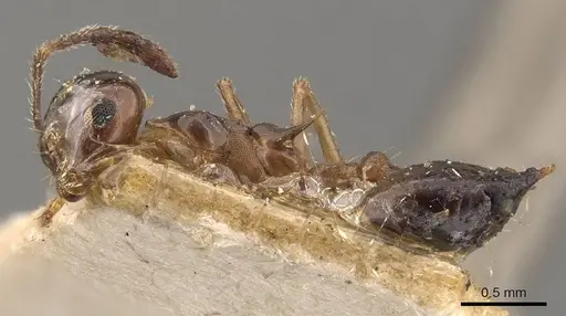 Crematogaster coriaria - CASENT0908634