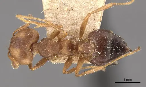 Crematogaster coriaria - CASENT0908637