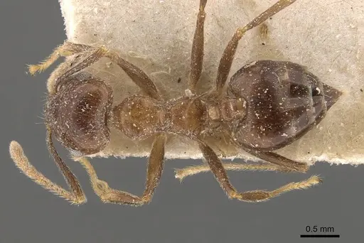 Crematogaster coriaria - CASENT0908638
