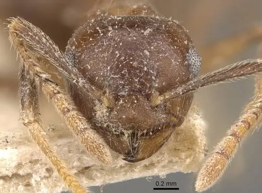 Crematogaster coriaria - CASENT0908638