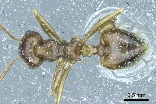 Crematogaster coriaria - CASENT0919681