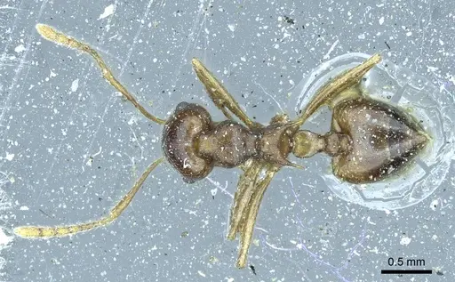 Crematogaster coriaria - CASENT0919681