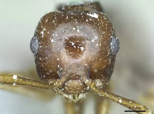 Crematogaster coriaria - CASENT0919681