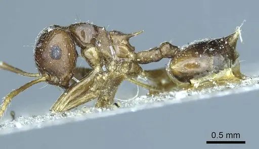 Crematogaster coriaria - CASENT0919681