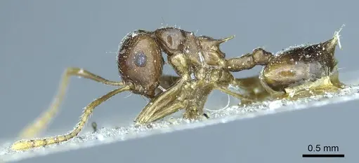 Crematogaster coriaria - CASENT0919681