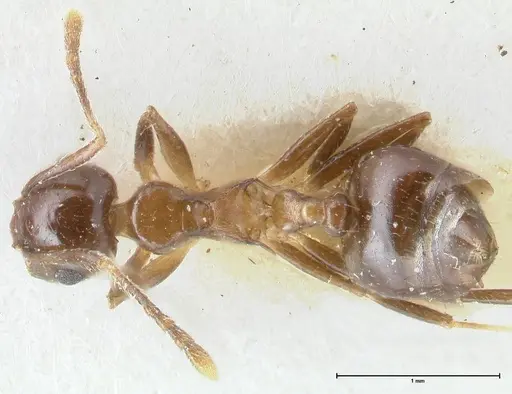 Crematogaster coriaria - FOCOL1641