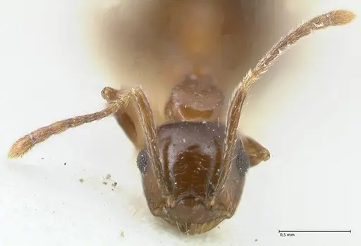 Crematogaster coriaria - FOCOL1641