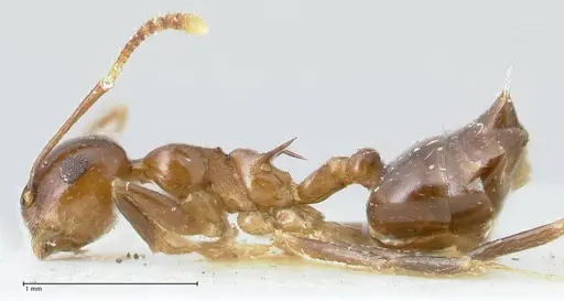 Crematogaster coriaria - FOCOL1641