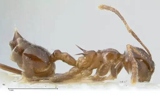 Crematogaster coriaria - FOCOL1641