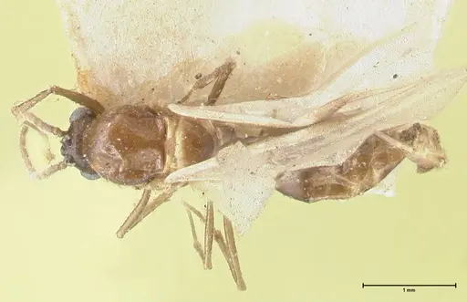 Crematogaster coriaria - FOCOL1642