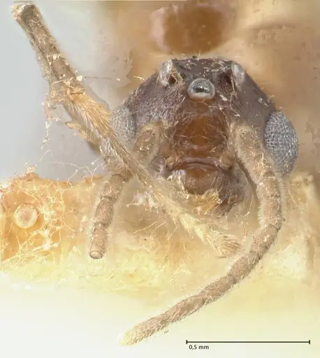 Crematogaster coriaria - FOCOL1642