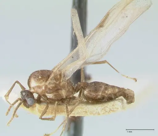 Crematogaster coriaria - FOCOL1642