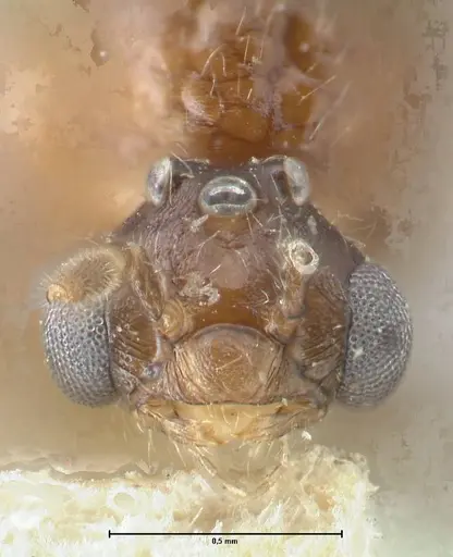 Crematogaster coriaria - FOCOL1643