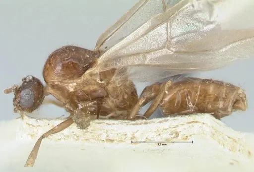 Crematogaster coriaria - FOCOL1643