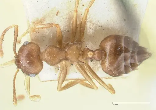 Crematogaster coriaria - FOCOL1644