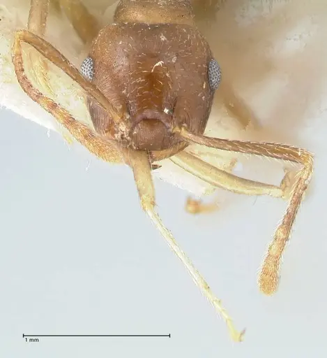 Crematogaster coriaria - FOCOL1644