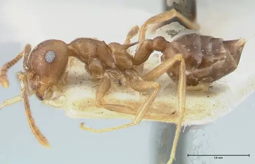 Crematogaster coriaria - FOCOL1644