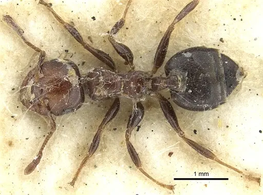 Crematogaster cornigera specimen