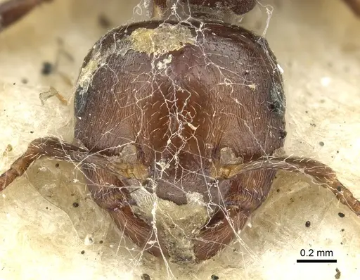 Crematogaster cornigera specimen