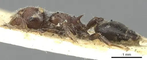 Crematogaster cornigera specimen