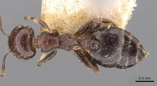 Crematogaster cornigera - CASENT0908597
