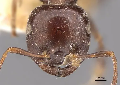 Crematogaster cornigera - CASENT0908597