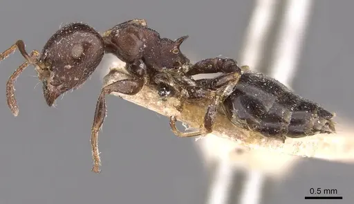 Crematogaster cornigera - CASENT0908597