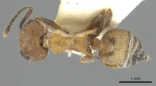 Crematogaster cornuta specimen
