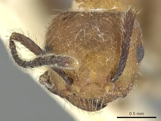 Crematogaster cornuta specimen