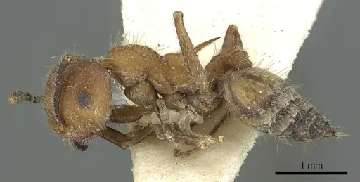 Crematogaster cornuta specimen