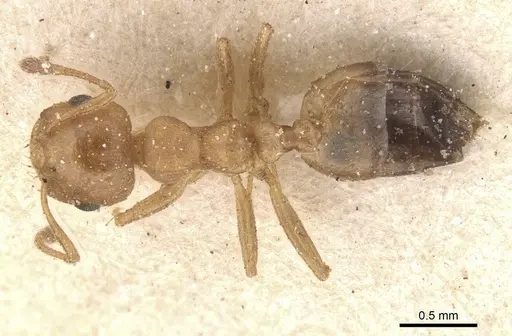 Crematogaster corporaali specimen