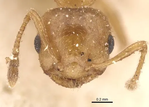 Crematogaster corporaali specimen