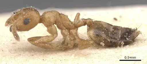 Crematogaster corporaali specimen