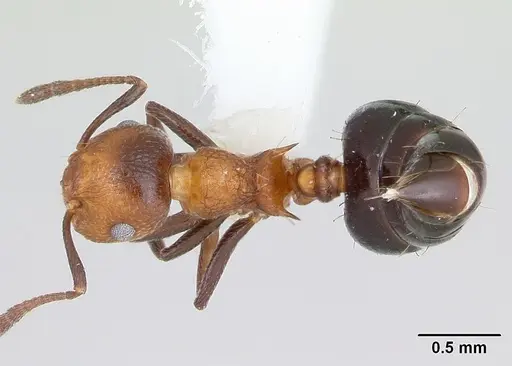 Crematogaster corticicola specimen
