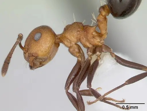 Crematogaster corticicola specimen