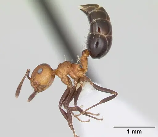 Crematogaster corticicola - CASENT0173934